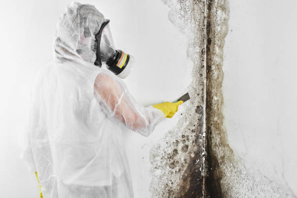 Best HVAC Mold Remediation in Devola, OH