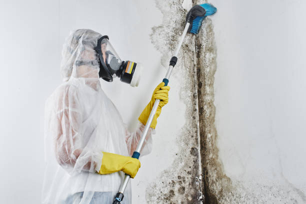 Best White Mold Remediation in Devola, OH