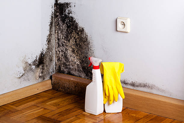 Best Black Mold Remediation in Devola, OH